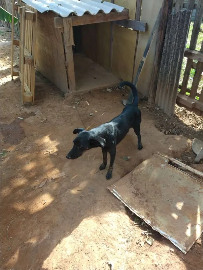 Cachorro ra a Viralata idade 1 ano nome Pantera