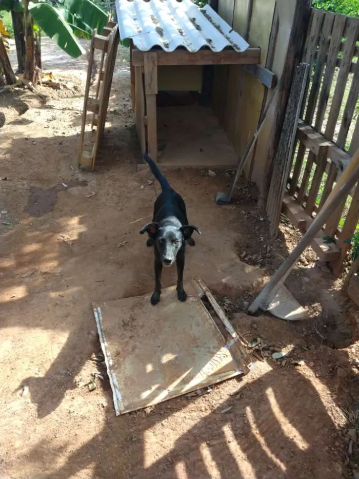 Cachorro ra a Viralata idade 1 ano nome Pantera