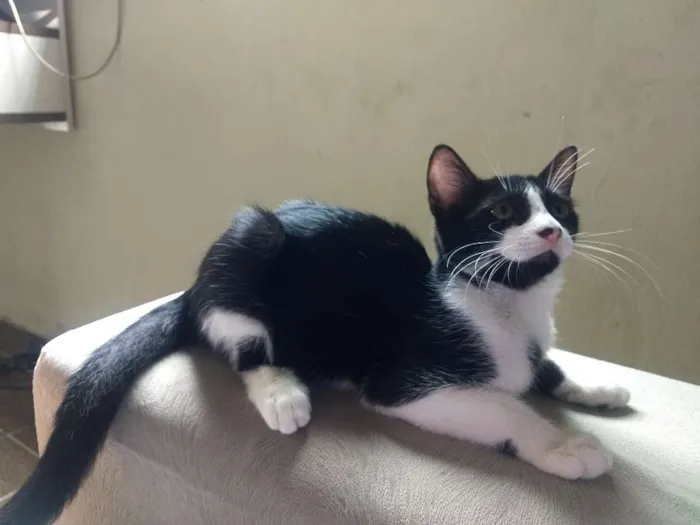 Gato ra a Sem raça definida idade 2 a 6 meses nome Kate
