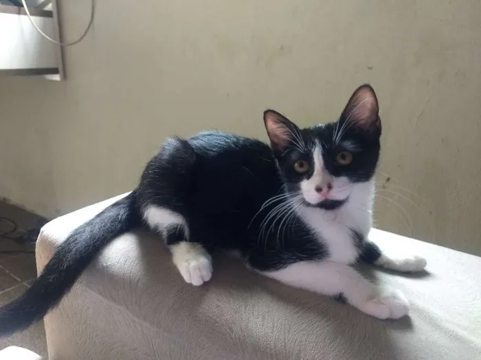 Gato ra a Sem raça definida idade 2 a 6 meses nome Kate