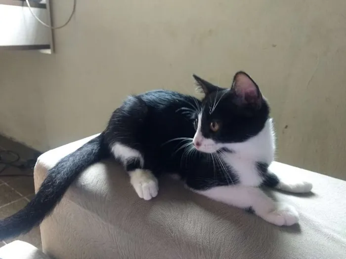 Gato ra a Sem raça definida idade 2 a 6 meses nome Kate