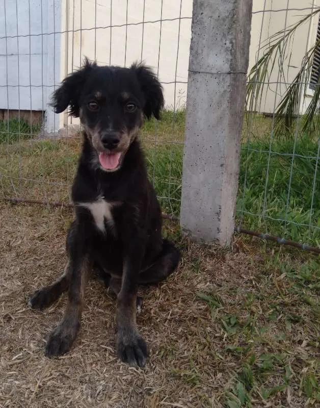 Cachorro ra a Sem raça definida idade 2 a 6 meses nome Sem nome ainda