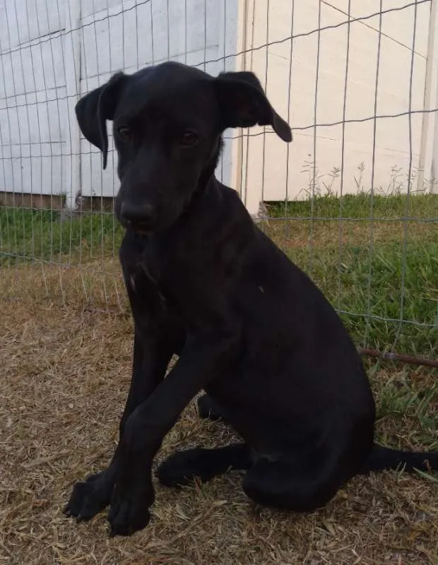 Cachorro ra a Sem raça definida idade 2 a 6 meses nome Sem nome ainda