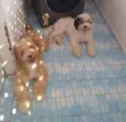 Caramelo e Spot