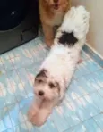 Caramelo e Spot