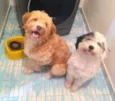 Caramelo e Spot