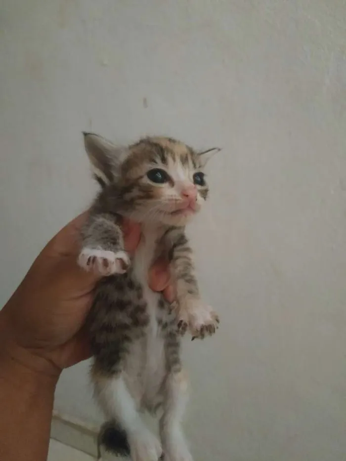 Gato ra a Sem raça definida idade 2 a 6 meses nome Sem nome