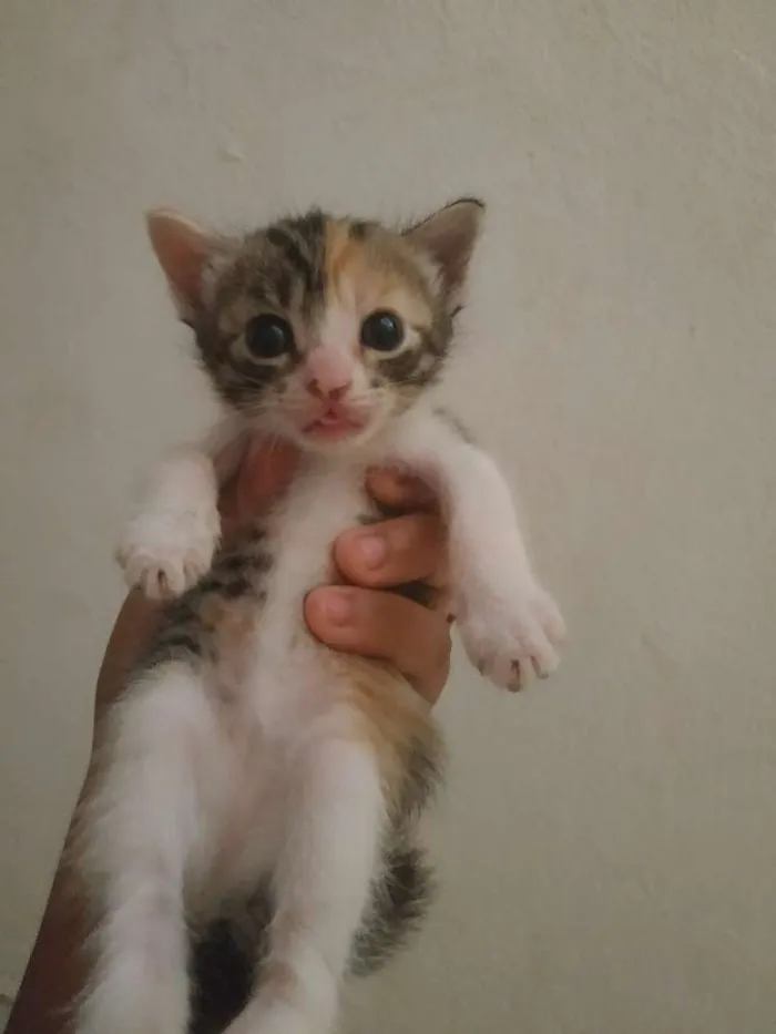 Gato ra a Sem raça definida idade 2 a 6 meses nome Sem nome