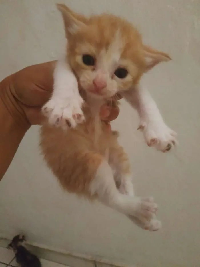 Gato ra a Sem raça definida idade 2 a 6 meses nome Sem nome