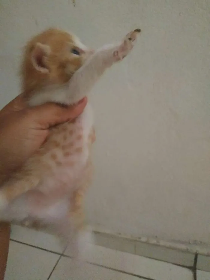 Gato ra a Sem raça definida idade 2 a 6 meses nome Sem nome