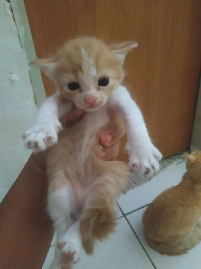Gato ra a Sem raça definida idade 2 a 6 meses nome Sem nome