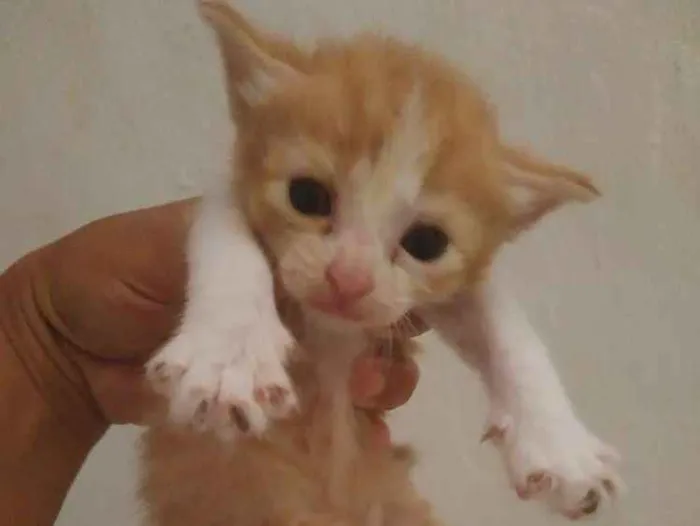 Gato ra a Sem raça definida idade 2 a 6 meses nome Sem nome