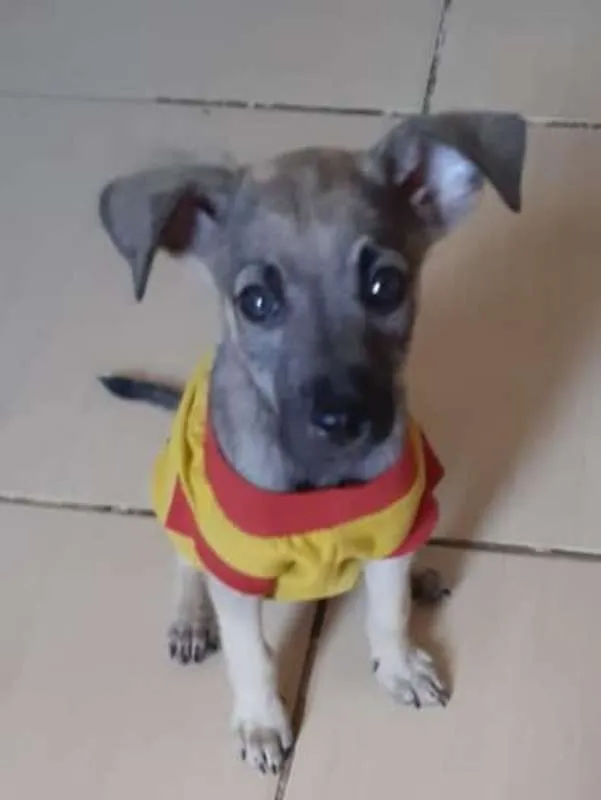 Cachorro ra a srd idade 2 a 6 meses nome filhotes