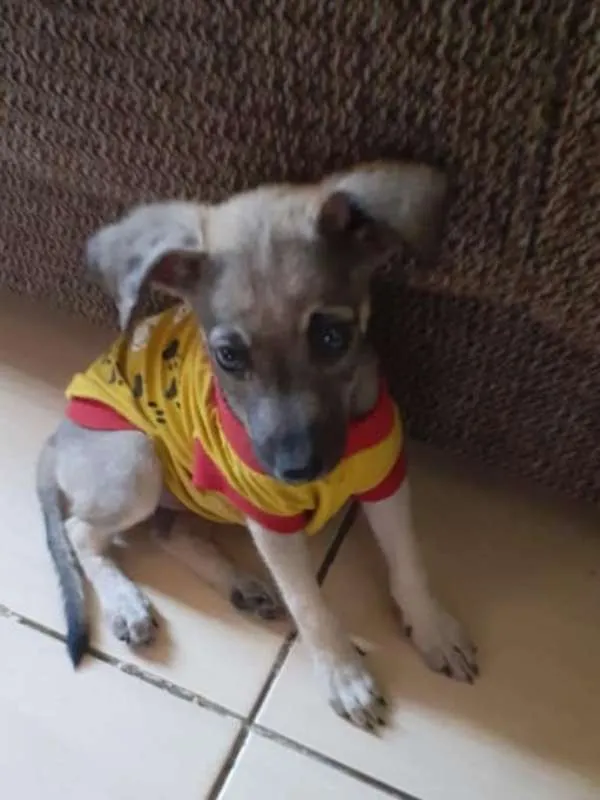 Cachorro ra a srd idade 2 a 6 meses nome filhotes