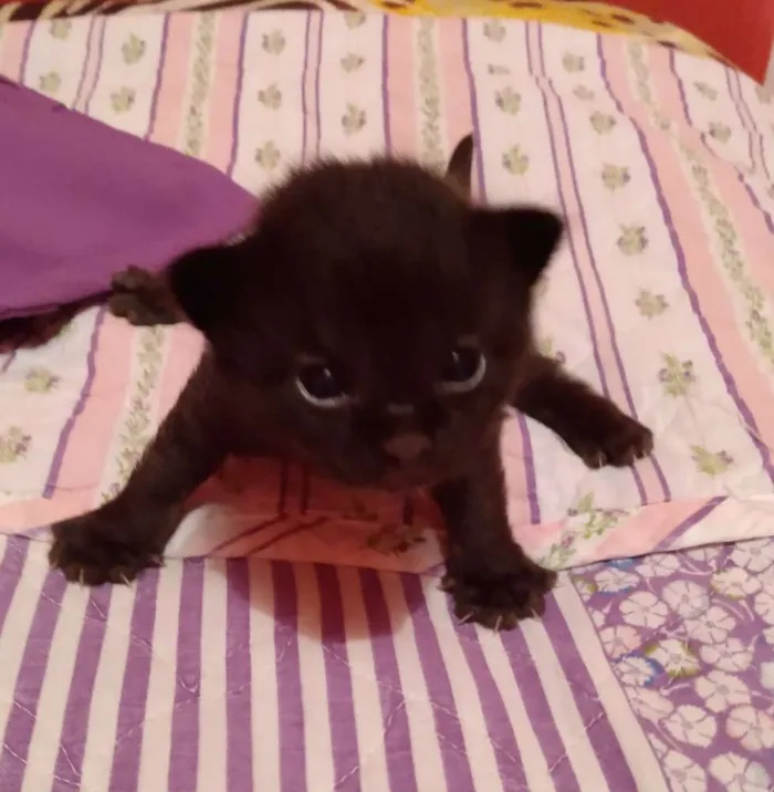 Gato ra a SRD  idade Abaixo de 2 meses nome Sem nome