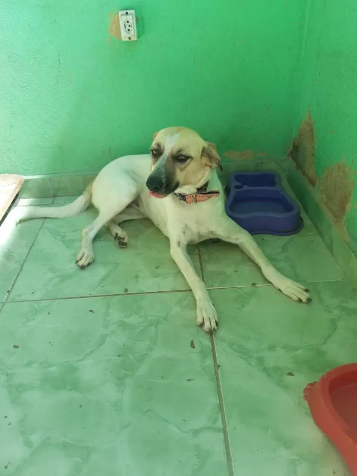 Cachorro ra a  idade 1 ano nome Zoé