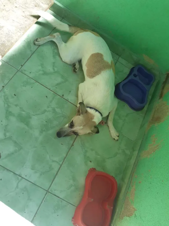 Cachorro ra a  idade 1 ano nome Zoé