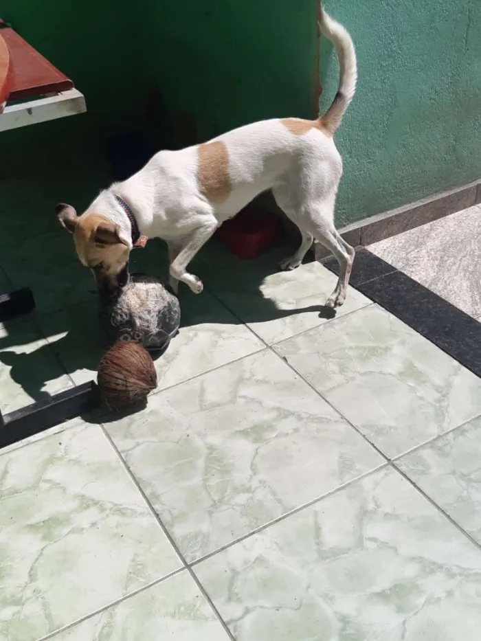 Cachorro ra a  idade 1 ano nome Zoé