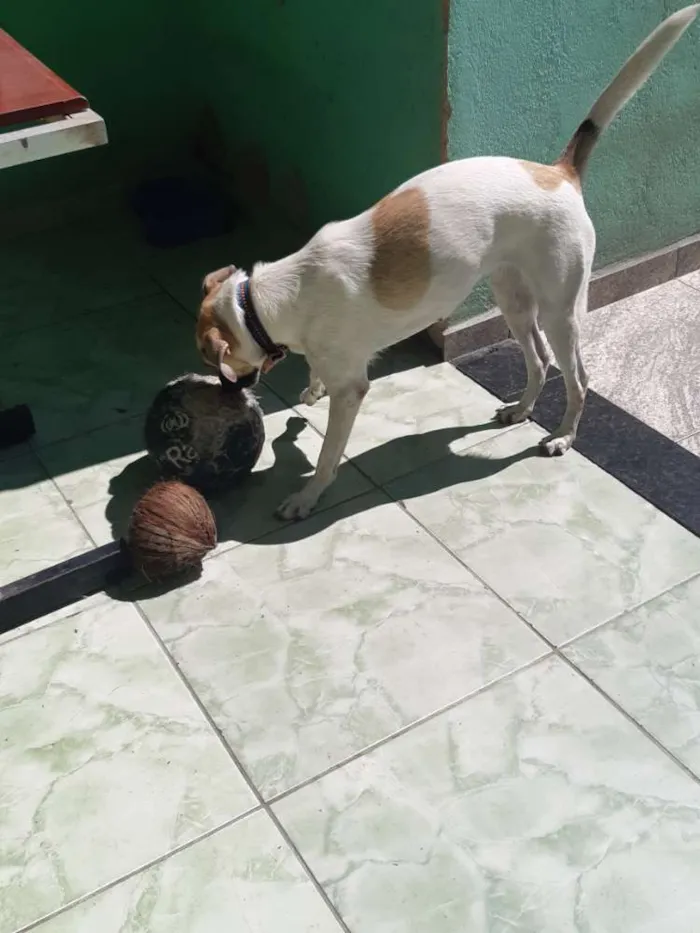 Cachorro ra a  idade 1 ano nome Zoé