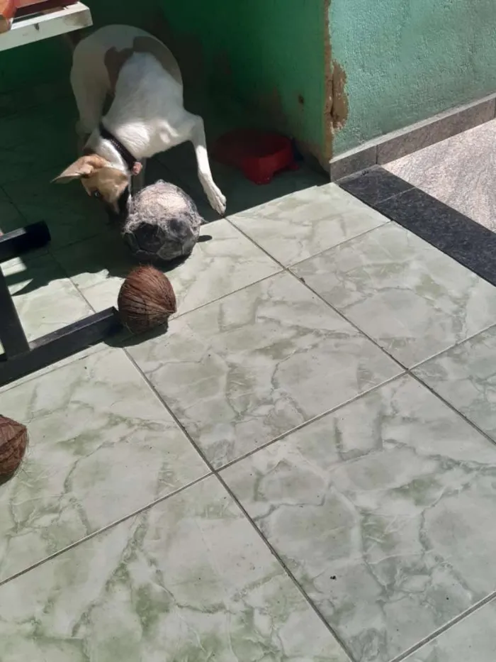 Cachorro ra a  idade 1 ano nome Zoé