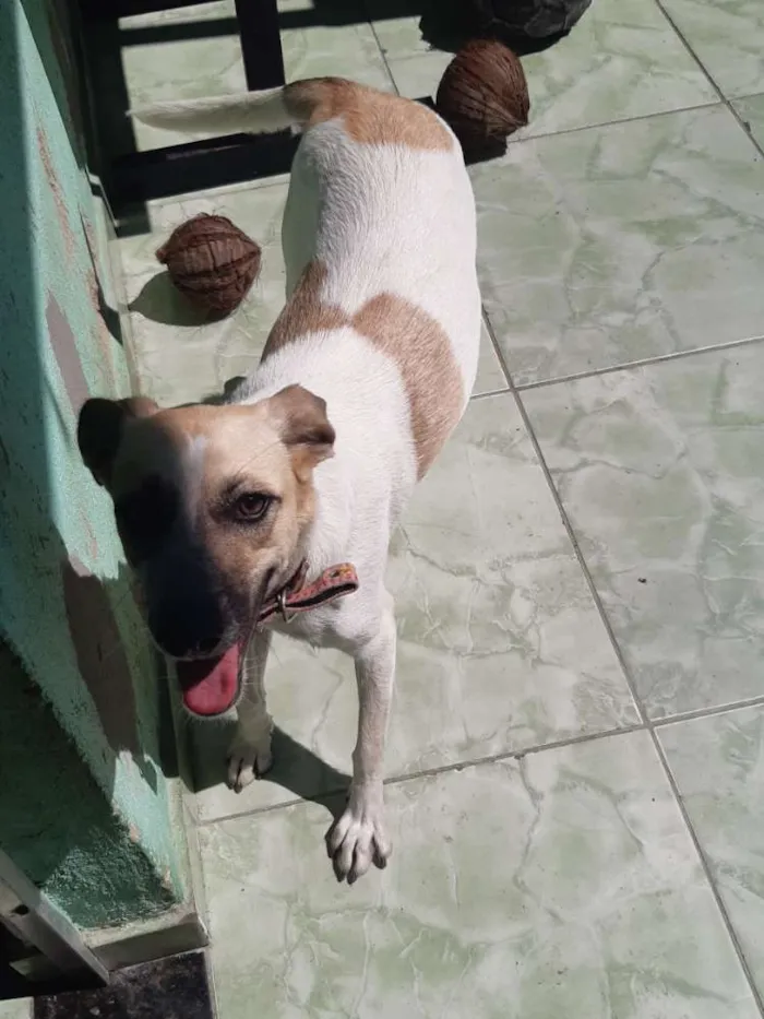 Cachorro ra a  idade 1 ano nome Zoé