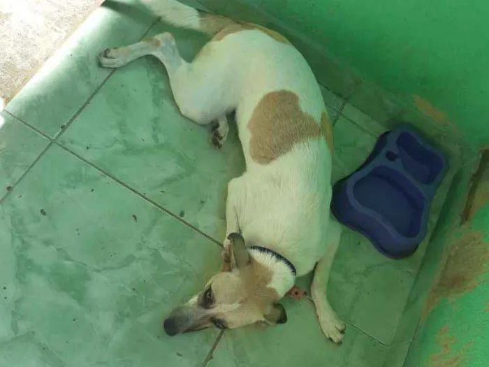 Cachorro ra a  idade 1 ano nome Zoé