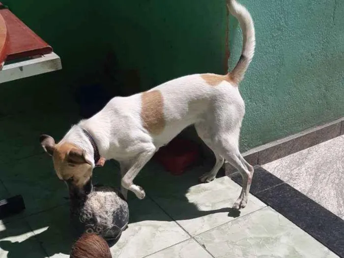 Cachorro ra a  idade 1 ano nome Zoé