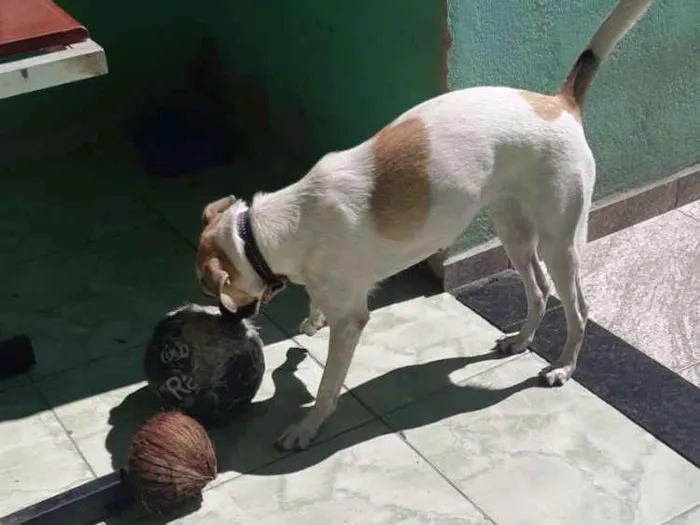 Cachorro ra a  idade 1 ano nome Zoé