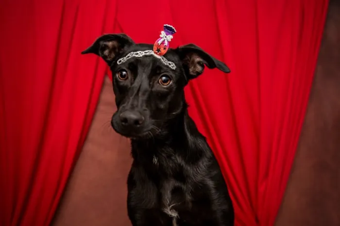Cachorro ra a Srd lindooooooo idade 7 a 11 meses nome Bobby lindo bebê 