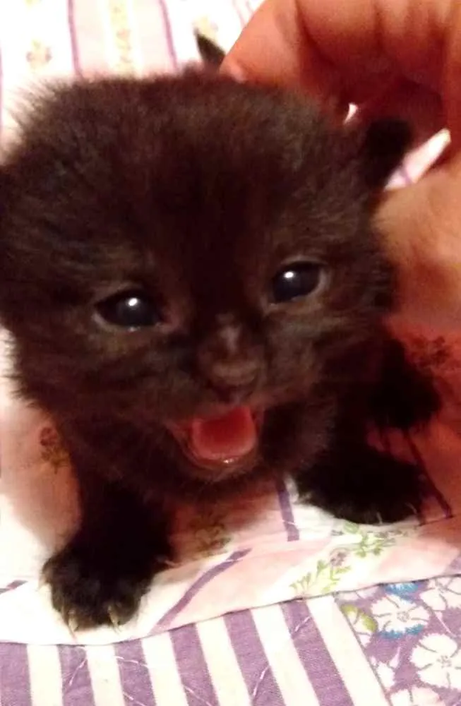 Gato ra a SRD  idade Abaixo de 2 meses nome Sem nome Sem nome