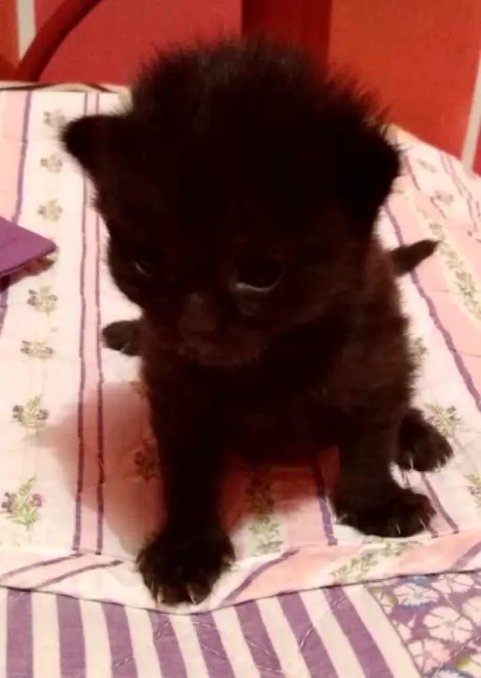 Gato ra a SRD  idade Abaixo de 2 meses nome Sem nome Sem nome