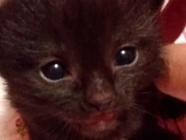 Gato ra a SRD  idade Abaixo de 2 meses nome Sem nome Sem nome