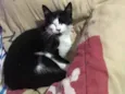 Pipoca