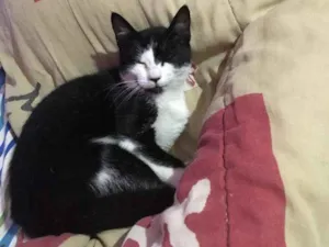 Gato raça Vira lata idade 2 a 6 meses nome Pipoca