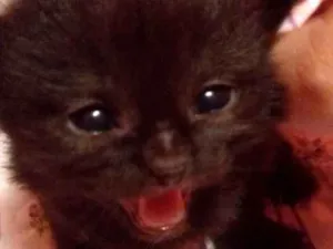 Gato raça SRD  idade Abaixo de 2 meses nome Sem nome Sem nome