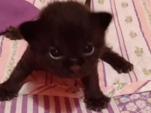 Gato raça SRD  idade Abaixo de 2 meses nome Sem nome