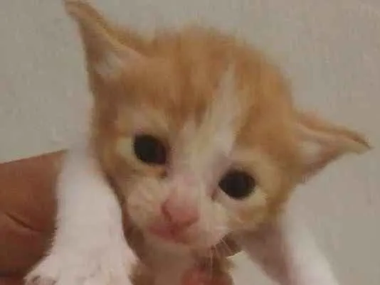 Gato ra a Sem raça definida idade 2 a 6 meses nome Sem nome