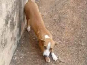 Cachorro raça Basset-Cofap idade 2 a 6 meses nome NINA