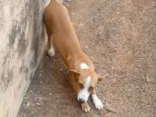 Cachorro raça Basset-Cofap idade 2 a 6 meses nome NINA