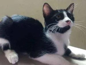 Gato raça Sem raça definida idade 2 a 6 meses nome Kate