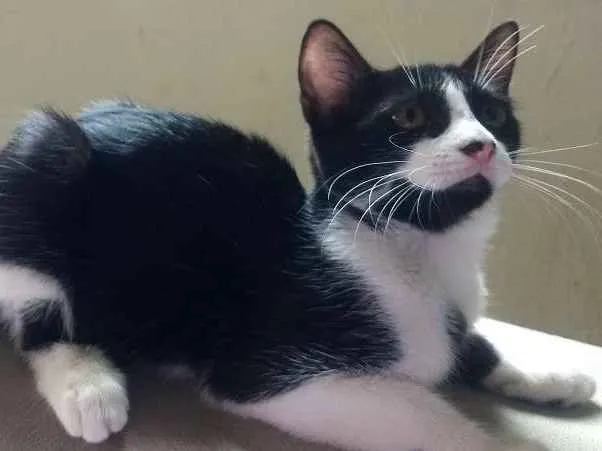 Gato ra a Sem raça definida idade 2 a 6 meses nome Kate