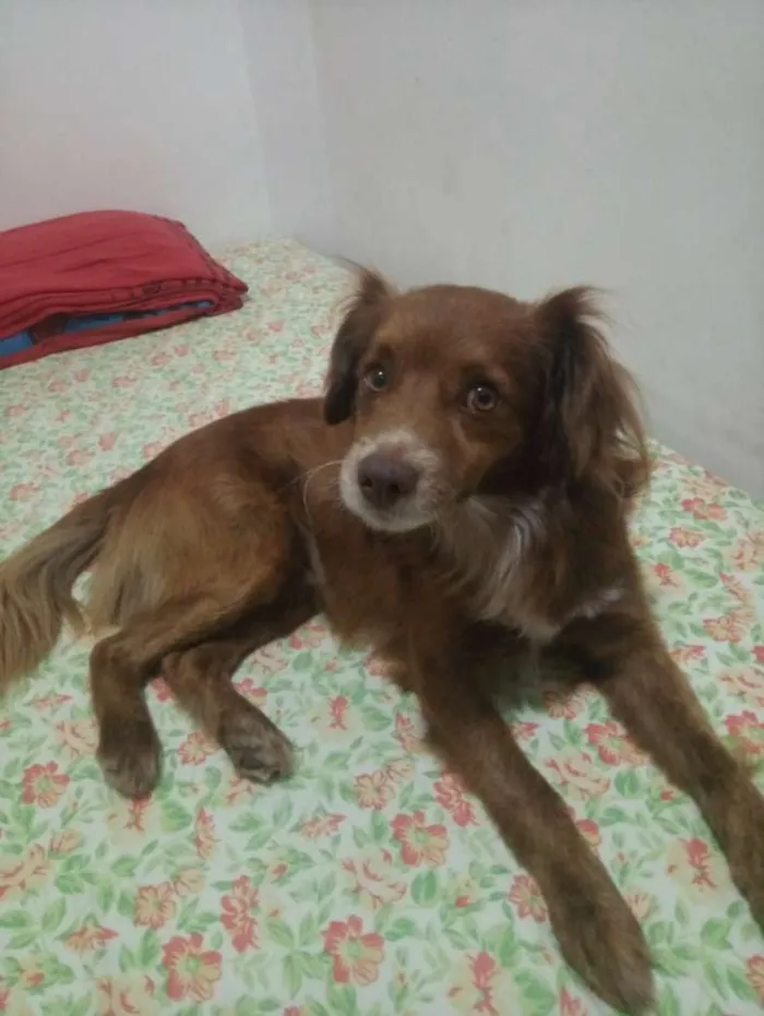 Cachorro ra a Raceado com poodle idade 5 anos nome Ralf