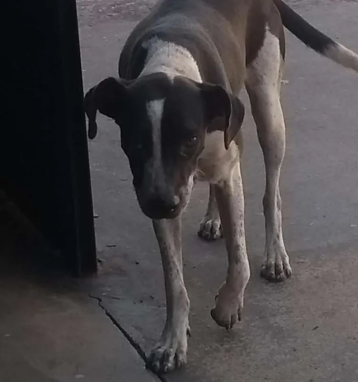 Cachorro ra a INDEFINIDA idade 2 anos nome Sem nome