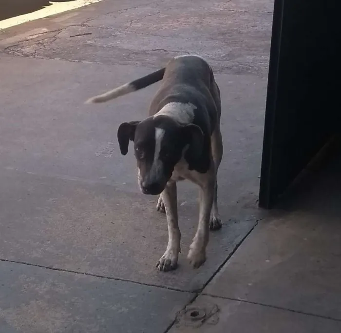 Cachorro ra a INDEFINIDA idade 2 anos nome Sem nome