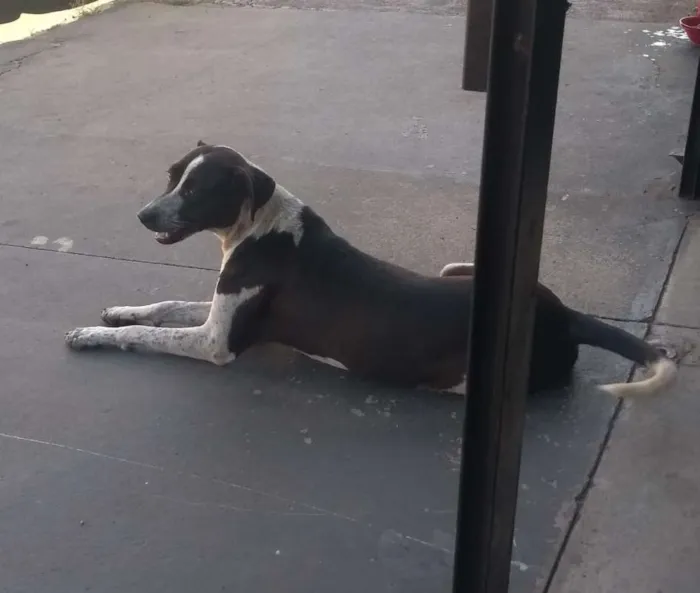Cachorro ra a INDEFINIDA idade 2 anos nome Sem nome