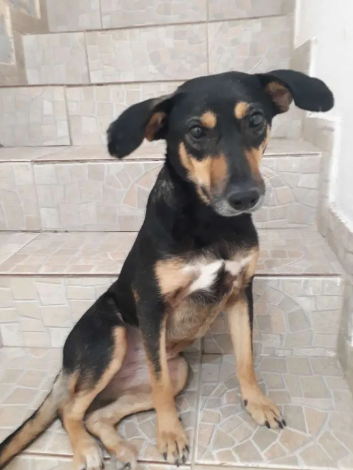 Cachorro ra a SRD idade 2 anos nome Mell
