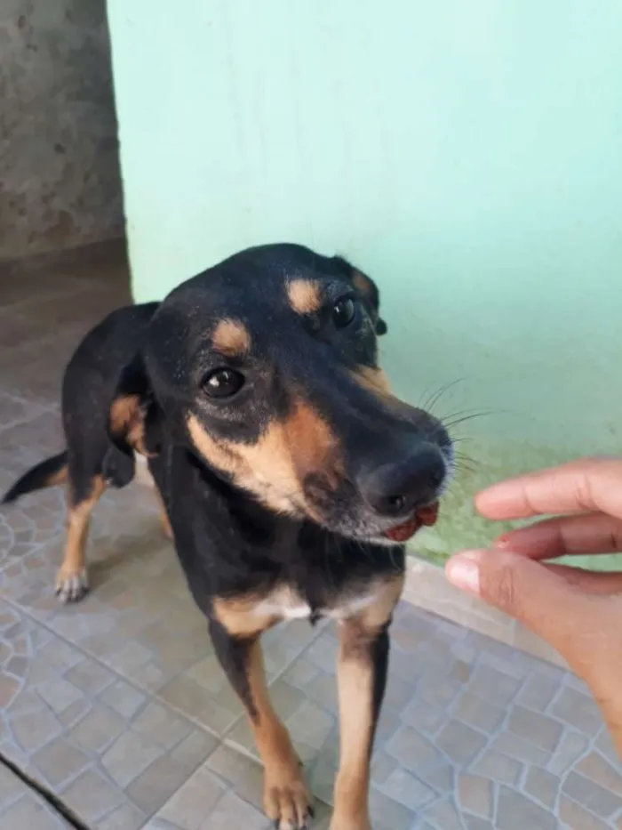 Cachorro ra a SRD idade 2 anos nome Mell