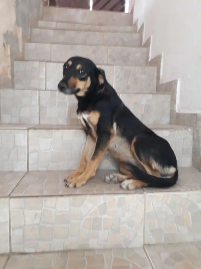 Cachorro ra a SRD idade 2 anos nome Mell