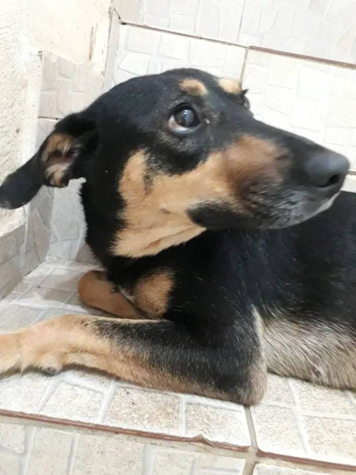 Cachorro ra a SRD idade 2 anos nome Mell