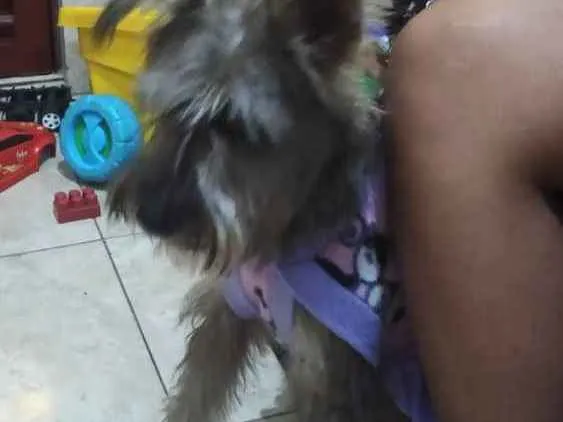 Cachorro ra a Sr idade 1 ano nome Diana